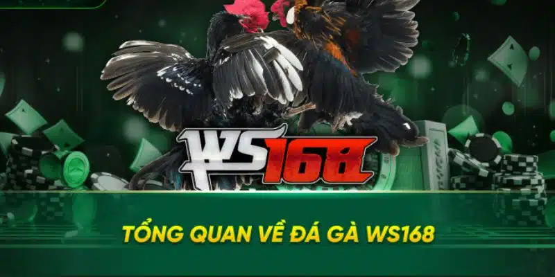 Giới thiệu sảnh đá gà Ws168